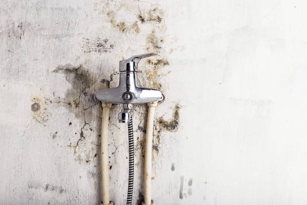Best Mold Damage Repair  in West Haven Sylvan, OR